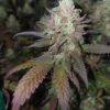 Tangoline [Gas Plant (Gazzurple s2) x Tangie]