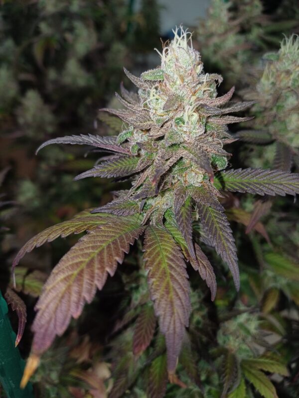 Tangoline [Gas Plant (Gazzurple s2) x Tangie]