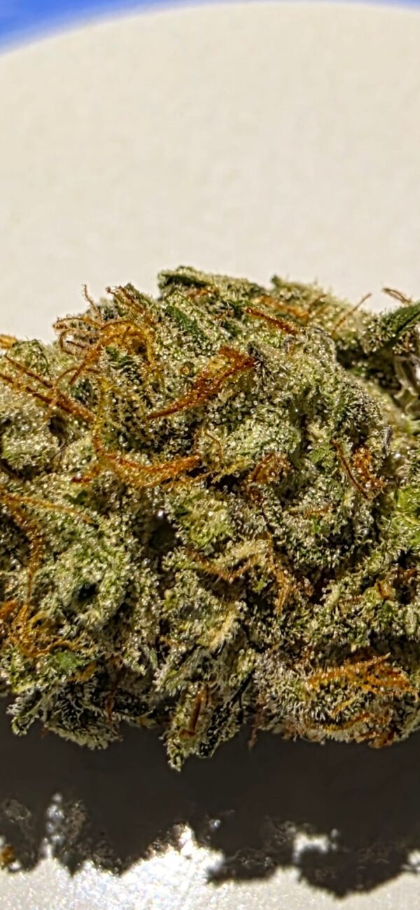A.O.M. - Angry Orange Man [White Runtz (QT cut) x Tangie]