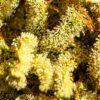 A.O.M. - Angry Orange Man [White Runtz (QT cut) x Tangie]