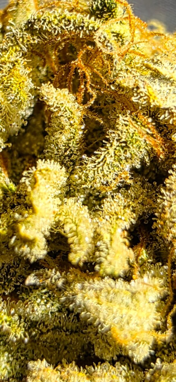A.O.M. - Angry Orange Man [White Runtz (QT cut) x Tangie]