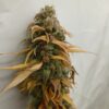 A.O.M. - Angry Orange Man [White Runtz (QT cut) x Tangie]