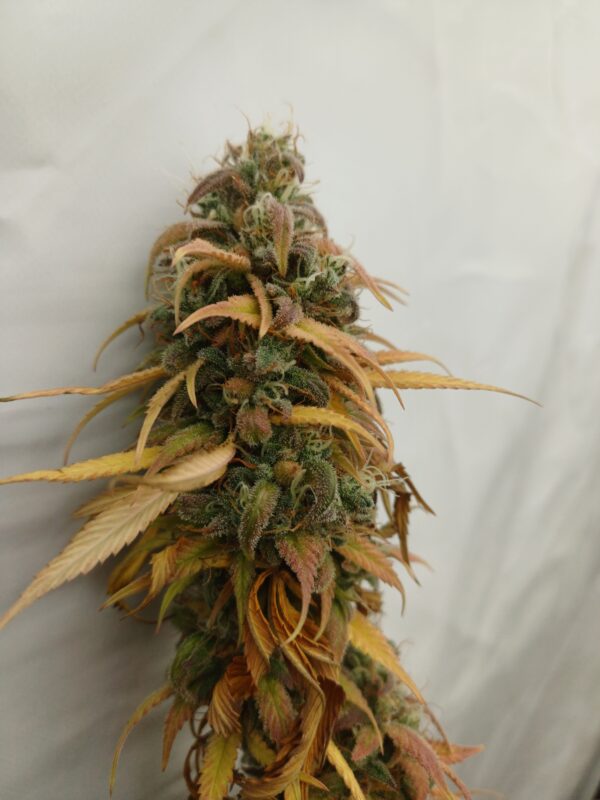 A.O.M. - Angry Orange Man [White Runtz (QT cut) x Tangie]