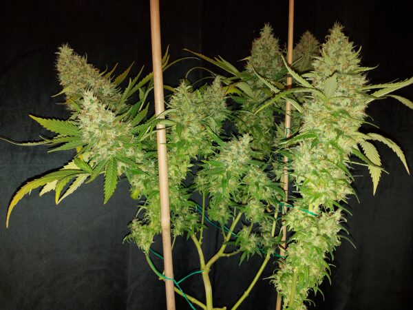 Banangie [Banana (3 selected phenos) x Tangie] – Bild 2