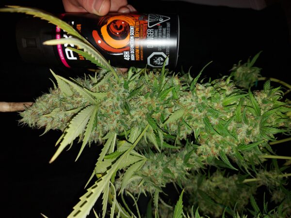 Banangie [Banana (3 selected phenos) x Tangie] – Bild 3