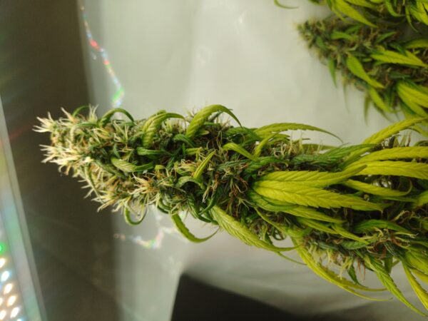 Ghost Train Tangie [Ghost Train Haze (4 selected phenos) x Tangie] - Image 4