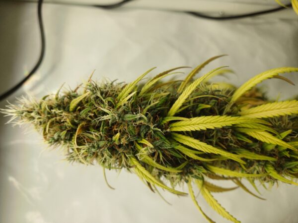 Ghost Train Tangie [Ghost Train Haze (4 selected phenos) x Tangie] – Bild 2