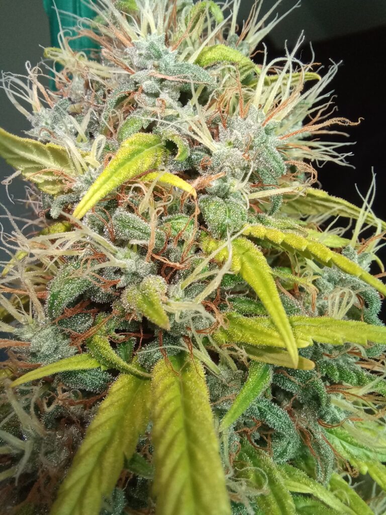 Ghost Train Tangie [Ghost Train Haze (4 selected phenos) x Tangie]