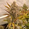 Orange Mai Tai [Mai Tai (GG#4 x Purple Punch) x Tangie]
