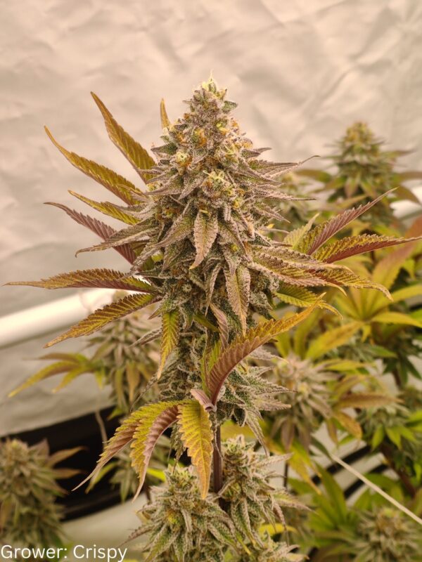 Orange Mai Tai [Mai Tai (GG#4 x Purple Punch) x Tangie]