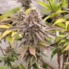 Orange Mai Tai [Mai Tai (GG#4 x Purple Punch) x Tangie]