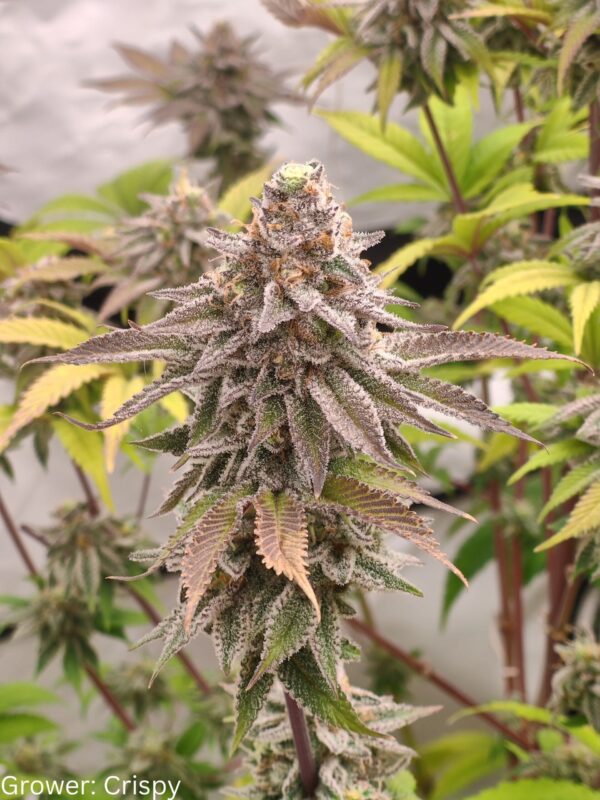 Orange Mai Tai [Mai Tai (GG#4 x Purple Punch) x Tangie]