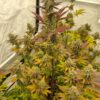 Orange Mai Tai [Mai Tai (GG#4 x Purple Punch) x Tangie]