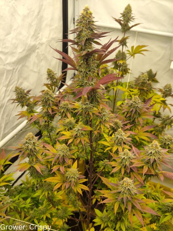 Orange Mai Tai [Mai Tai (GG#4 x Purple Punch) x Tangie]