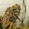 Orange Flakez [Flakez (Frosted Fruit Cake s1) x Tangie]