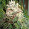 Orange Flakez [Flakez (Frosted Fruit Cake s1) x Tangie]