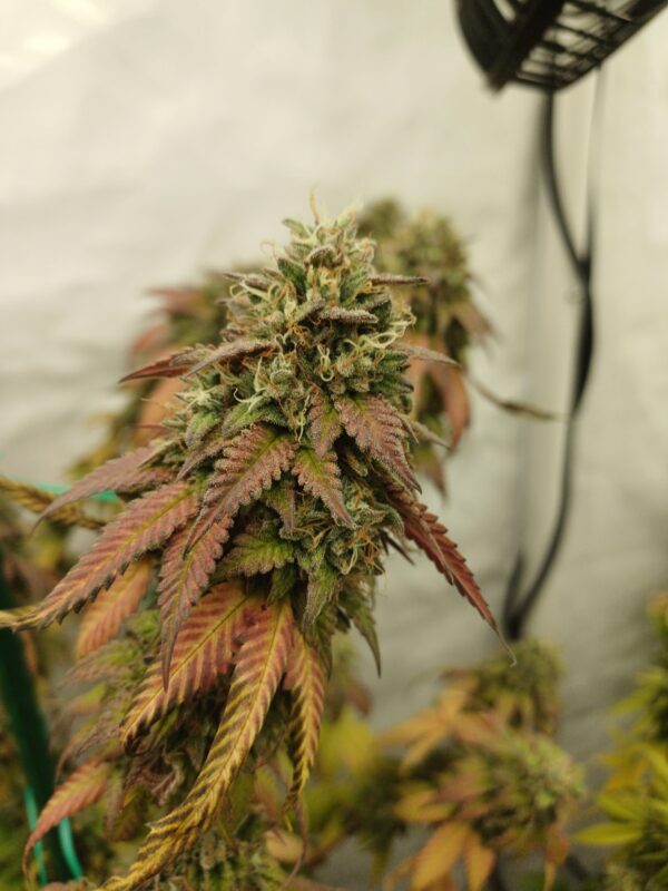 Orange Flakez [Flakez (Frosted Fruit Cake s1) x Tangie]