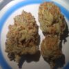 Orange Mai Tai [Mai Tai (GG#4 x Purple Punch) x Tangie]