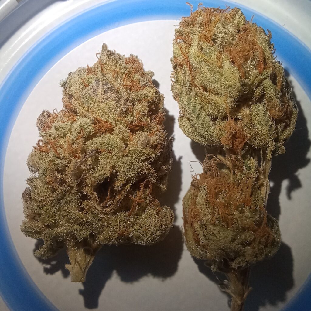 Orange Mai Tai [Mai Tai (GG#4 x Purple Punch) x Tangie]