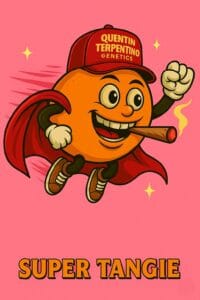 Super Tangie [Super Lemon Haze (3 selected phenos) x Tangie]