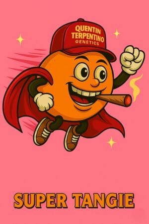 Super Tangie [Super Lemon Haze (3 selected phenos) x Tangie]