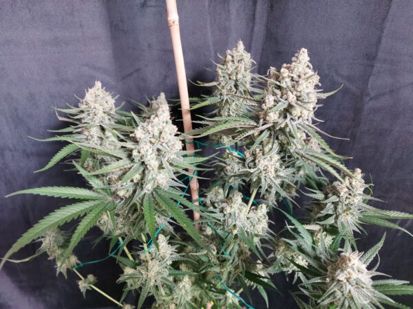 Super Tangie [Super Lemon Haze (3 selected phenos) x Tangie] – Bild 2