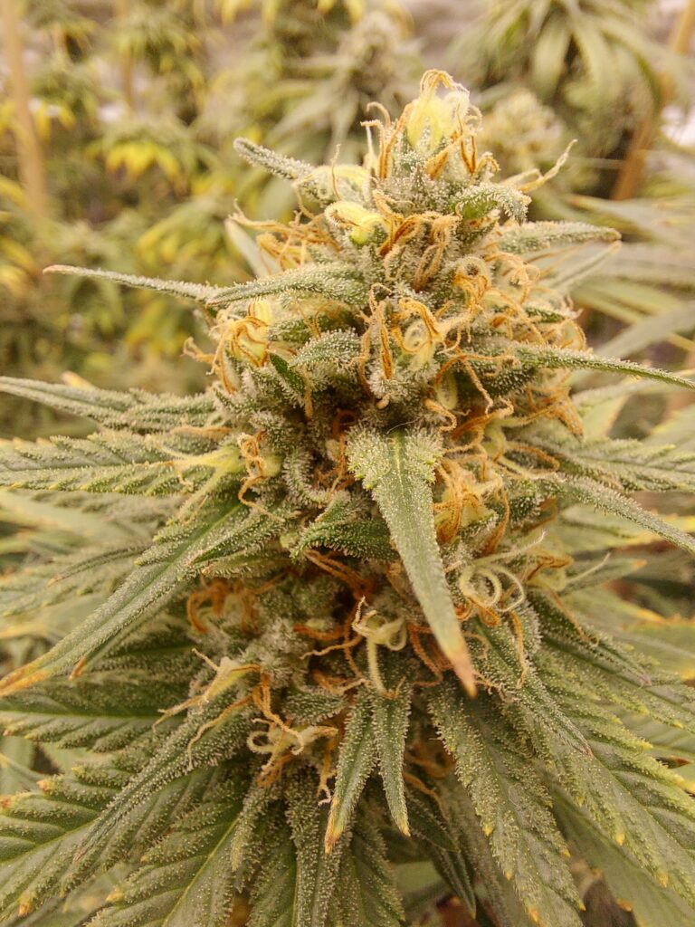 Tang-Cheese [Cheese (2 selected phenos) x Tangie]