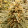 Tang-Cheese [Cheese (2 selected phenos) x Tangie]