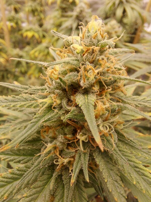 Tang-Cheese [Cheese (2 selected phenos) x Tangie]