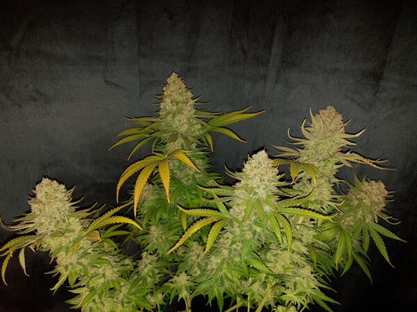 Tangerine Skunk [Skunk (7 selected phenos) x Tangie] – Bild 2