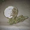 Tangie [Tangie x Tangie]