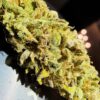 Tangie [Tangie x Tangie]
