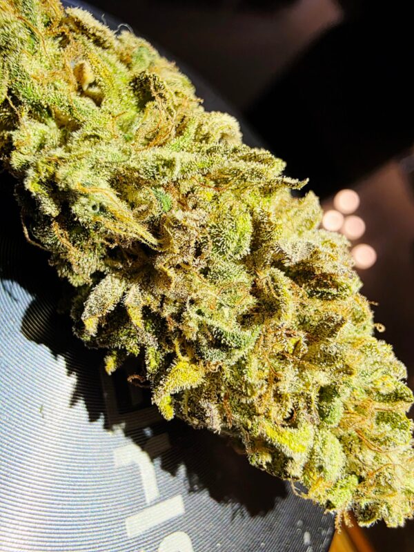 Tangie [Tangie x Tangie]
