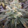 Tangie [Tangie x Tangie]