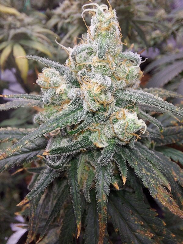 Tangie [Tangie x Tangie]