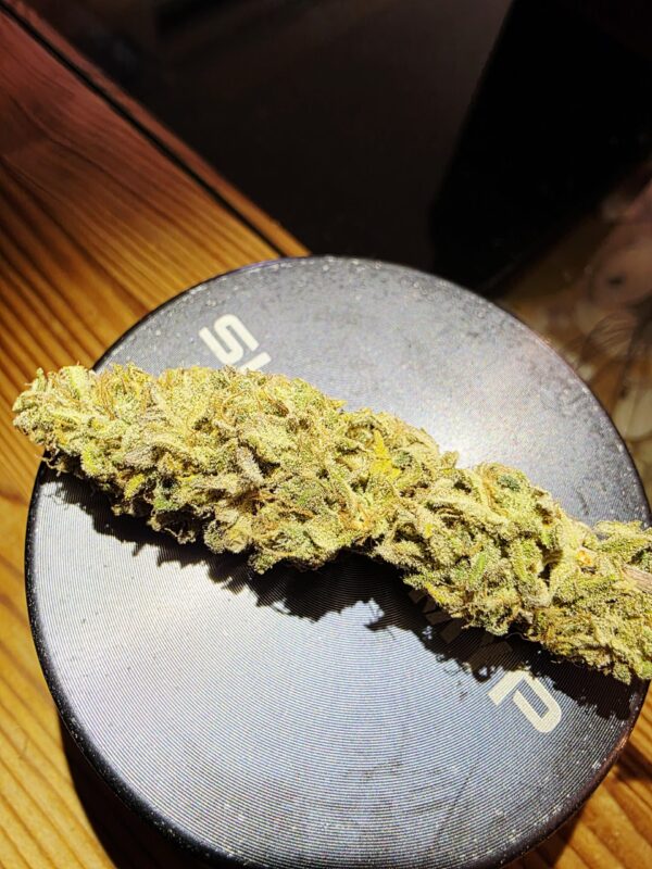 Tangie [Tangie x Tangie]