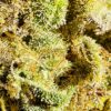 Tangie [Tangie x Tangie]