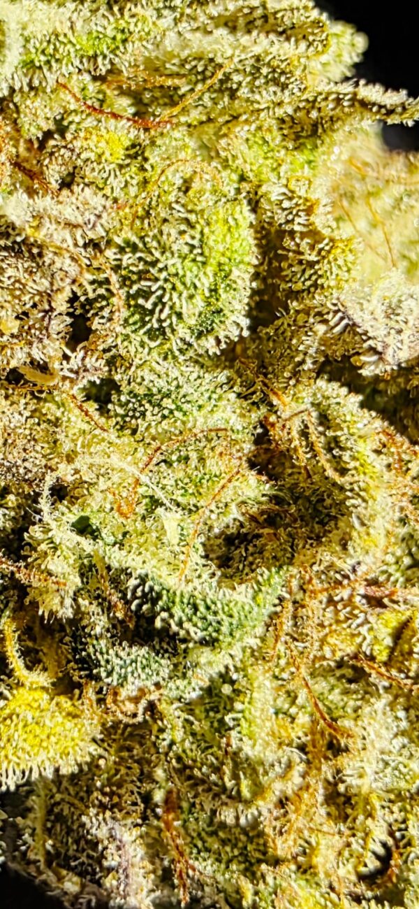 Tangie [Tangie x Tangie]