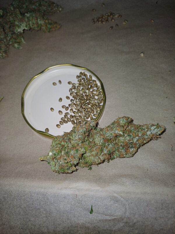Tangie [Tangie x Tangie]