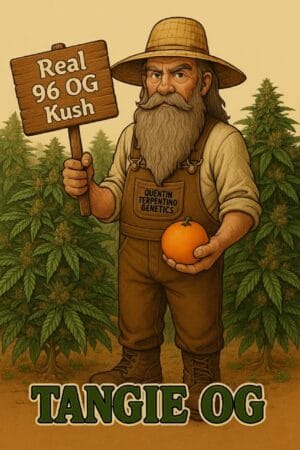 Tangie OG [96‘OG Kush x Tangie]