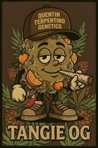 Tangie OG [96‘OG Kush x Tangie]