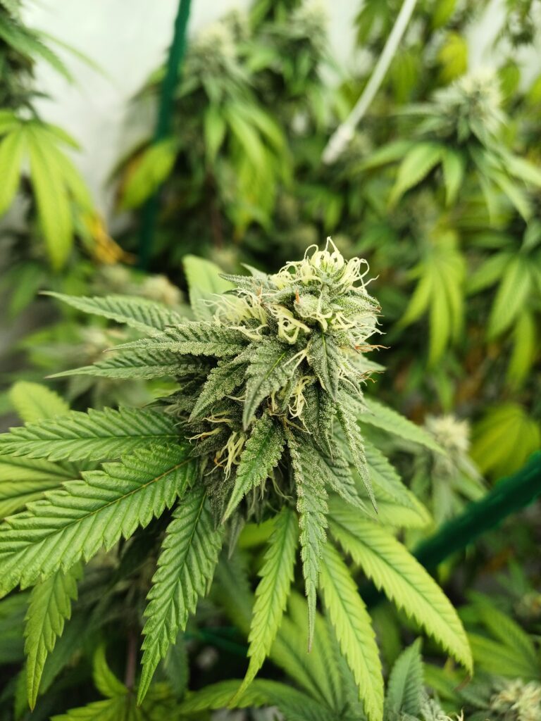 Tangie OG [96‘OG Kush x Tangie]