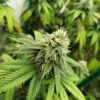 Tangie OG [96‘OG Kush x Tangie]