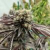 Tangoline [Gas Plant (Gazzurple s2) x Tangie]