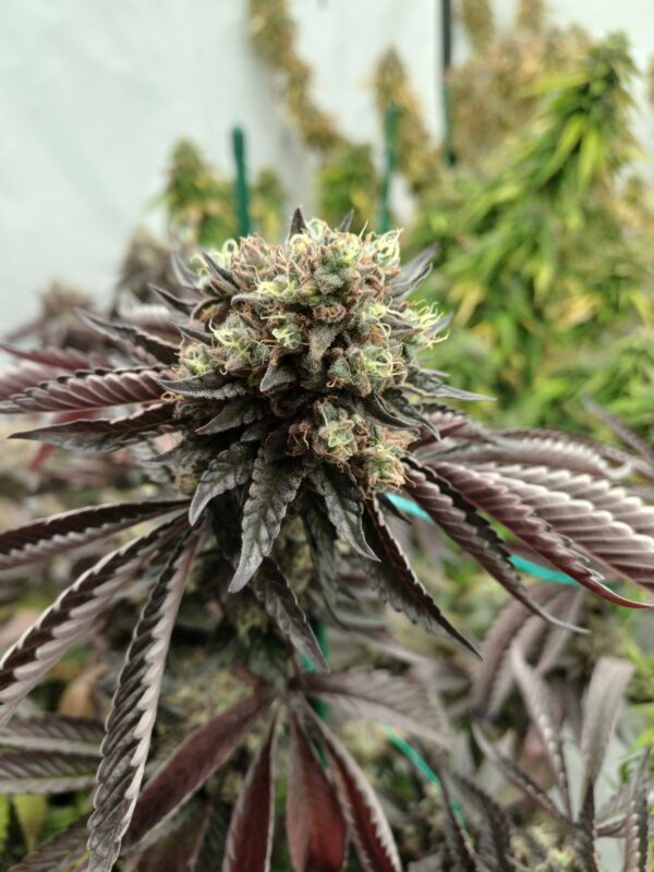 Tangoline [Gas Plant (Gazzurple s2) x Tangie]