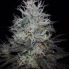 Noir De Clove [Garlic (GMO bX) x Skunk x Secret Genetic]