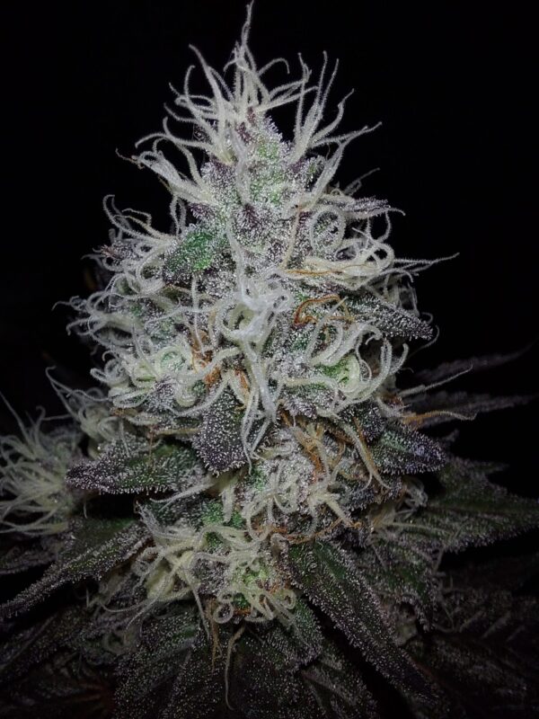 Noir De Clove [Garlic (GMO bX) x Skunk x Secret Genetic]