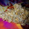 Noir De Clove [Garlic (GMO bX) x Skunk x Secret Genetic]