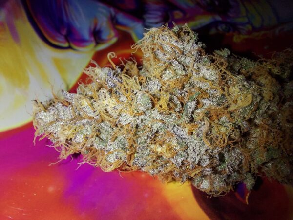 Noir De Clove [Garlic (GMO bX) x Skunk x Secret Genetic]