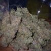 Noir De Clove [Garlic (GMO bX) x Skunk x Secret Genetic]